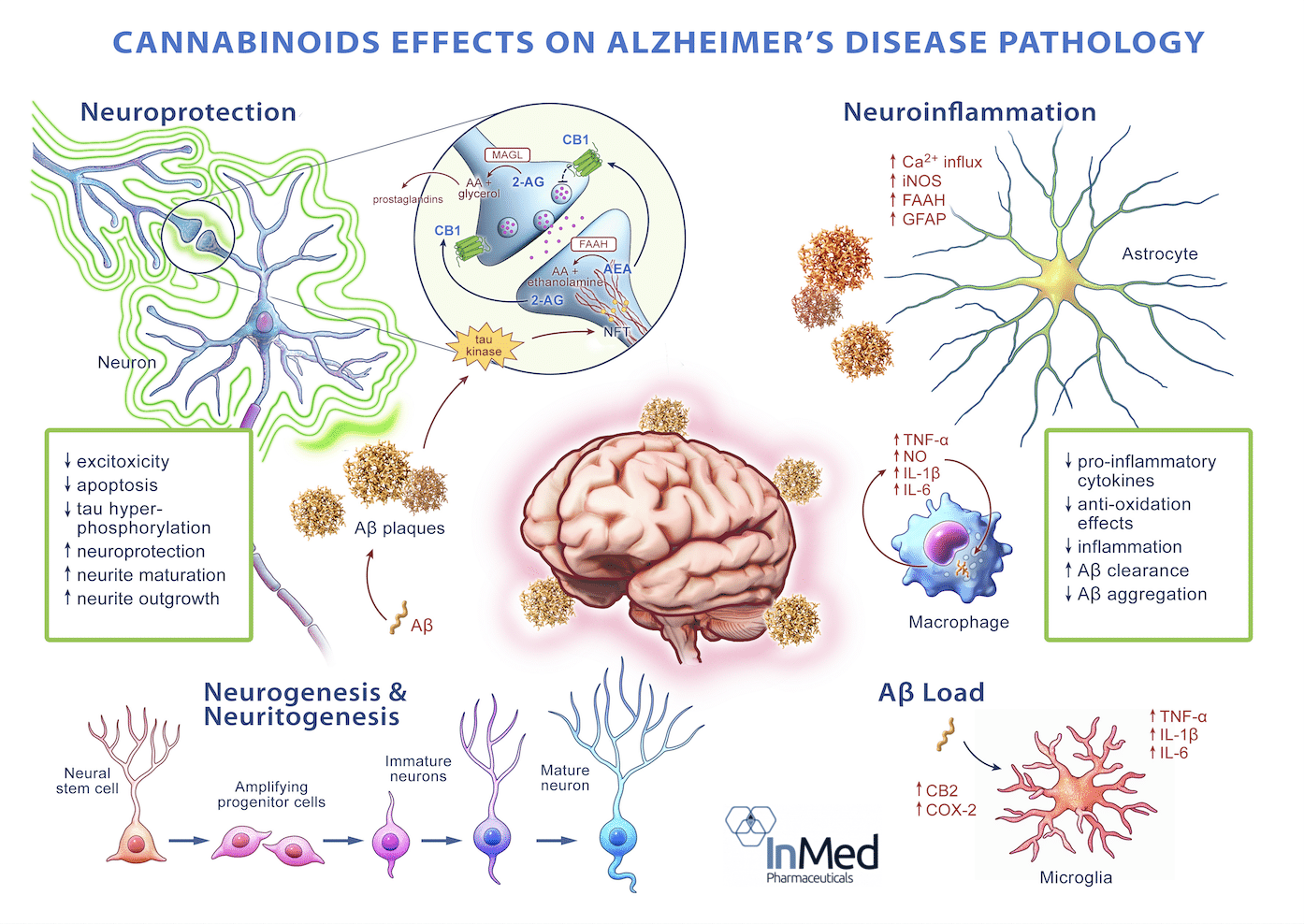 InMed's INM-901 Under Development for Alzheimer's Disease